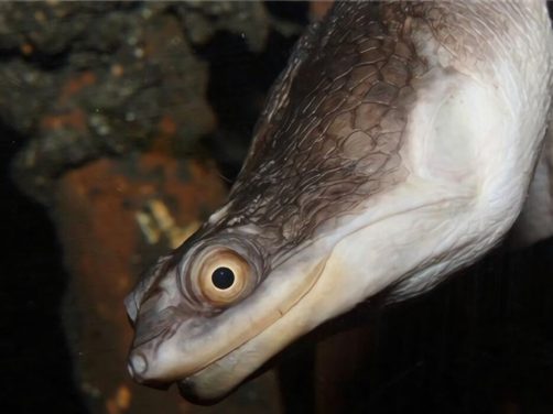 巨蛇颈龟身份信息