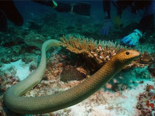 青环海蛇身份信息