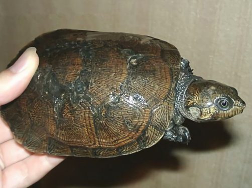 马达加斯加大头侧颈龟身份信息