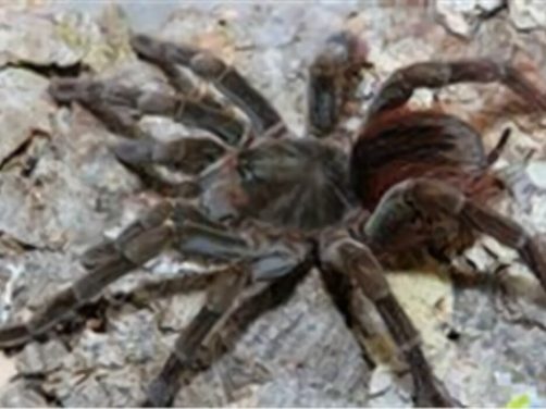 厄瓜多尔棕丝绒身份信息