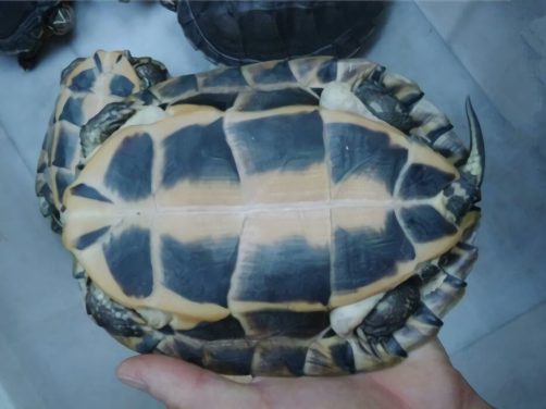 安南龟身份信息