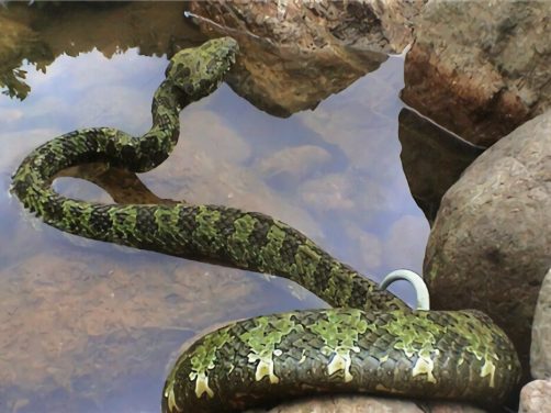 莽山烙铁头蛇身份信息