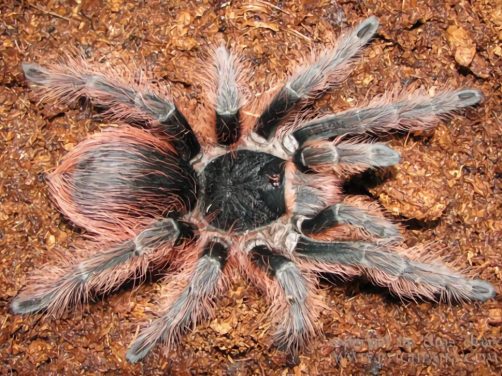 巴西橙间食鸟身份信息