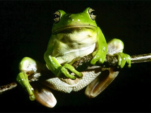 黑掌树蛙身份信息