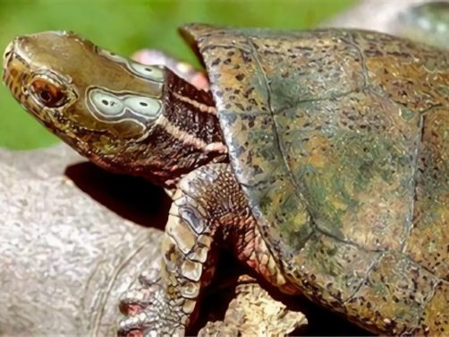 四眼斑水龟身份信息