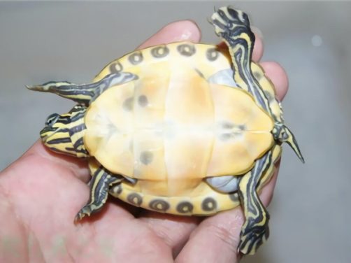 佛罗里达红肚龟身份信息