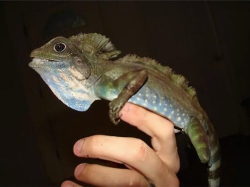 火冠蜥身份信息