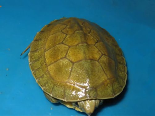 潘氏闭壳龟身份信息