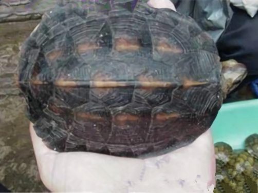 缅甸黑山龟身份信息