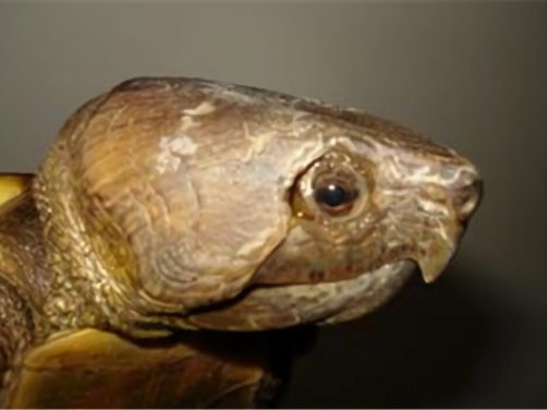 鹰嘴龟身份信息