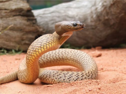 太攀蛇身份信息