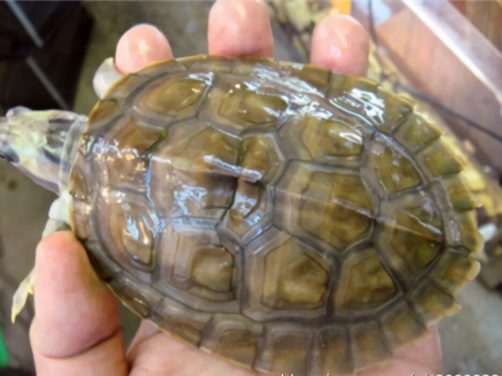 红冠棱背龟身份信息