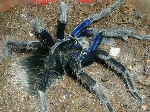 玻利维亚钢铁蓝身份信息