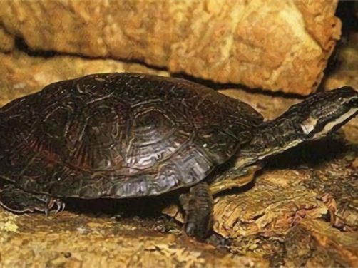 面具侧颈龟身份信息