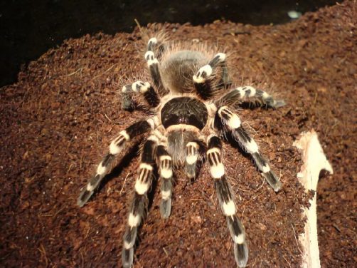 巴西白膝头身份信息