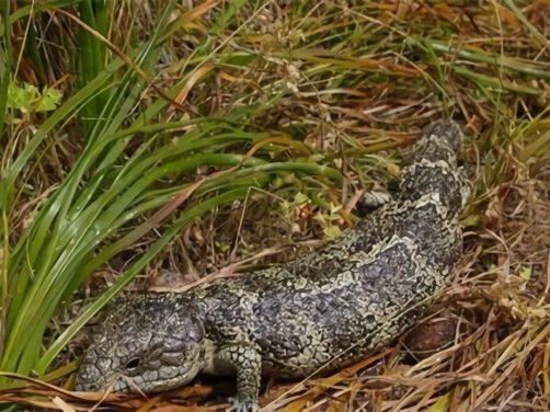 松果蜥身份信息