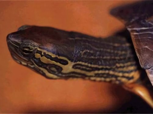 菲氏花龟身份信息