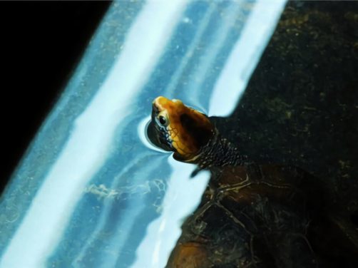 红头蛇颈龟身份信息