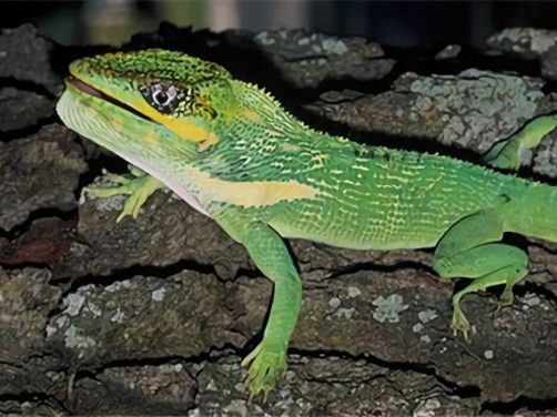 古巴变色蜥身份信息