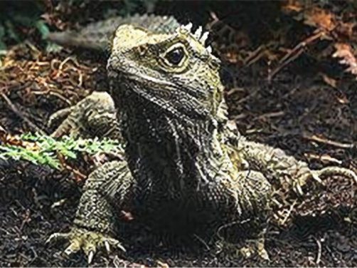 刺背鳄蜥身份信息