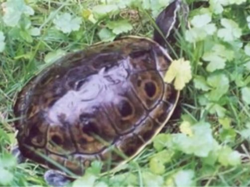 缅甸孔雀龟身份信息