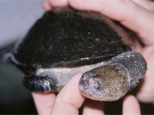 巴西放射刺颈龟身份信息