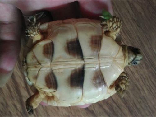 缘翘陆龟身份信息