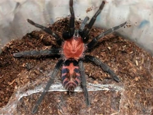 哥斯达黎加老虎尾身份信息