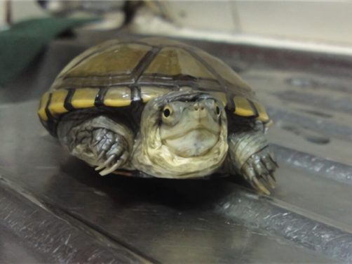 黄泥龟身份信息