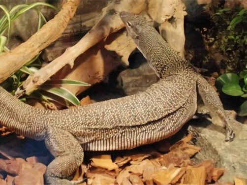 红树巨蜥身份信息