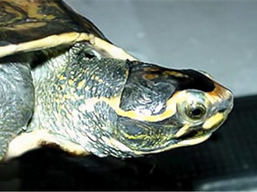 冠背龟身份信息