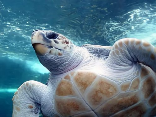 太平洋蠵龟身份信息