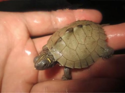 密西西比地图龟身份信息