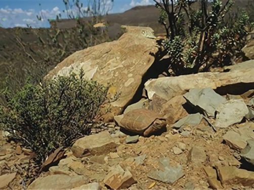 包兰格海角陆龟身份信息