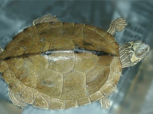 阿拉巴马地图龟身份信息