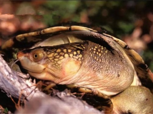 澳北盔甲龟身份信息