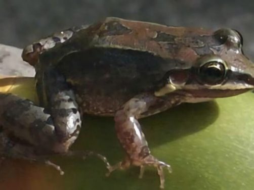 白吻长趾蛙身份信息