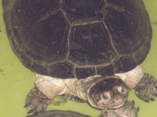 非洲棱背泥龟身份信息