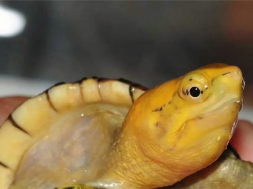 白唇泥龟身份信息