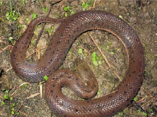 中国水蛇身份信息