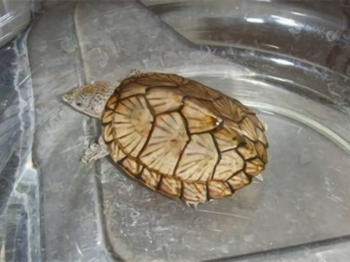 刀背麝香龜身份信息