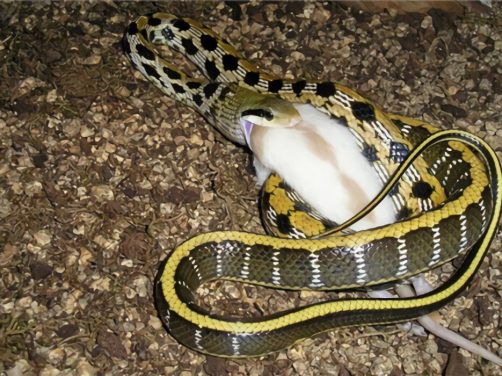 黑眉锦蛇身份信息