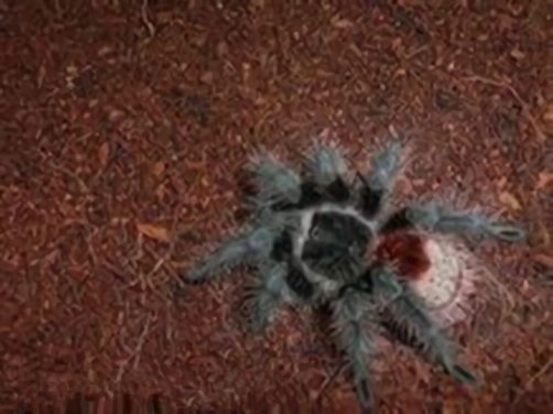 巴西红尾身份信息