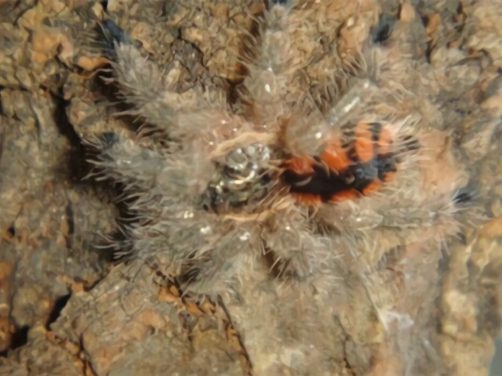 委内瑞拉红间身份信息