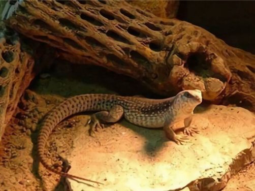 沙漠鬣蜥身份信息