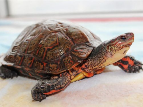 洪都拉斯木纹龟身份信息