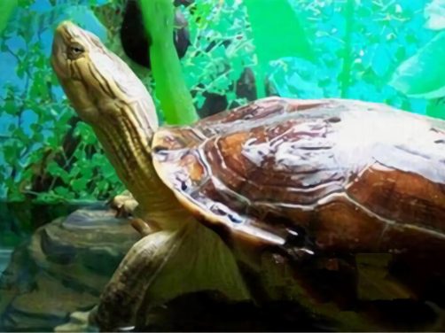 缺颌花龟身份信息