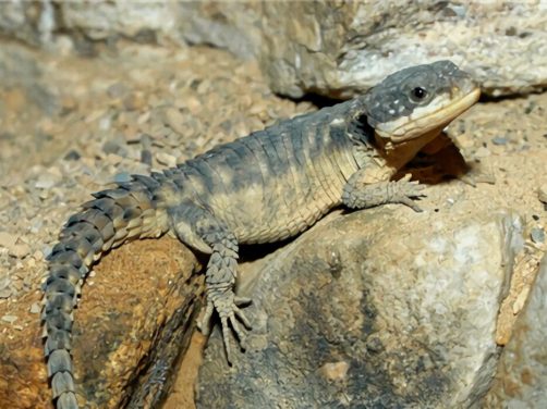 犰狳蜥身份信息