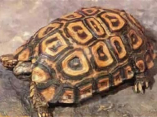 纳塔尔折背陆龟身份信息