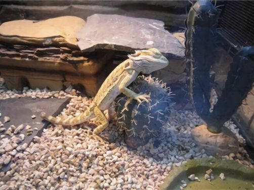 鬃狮蜥身份信息